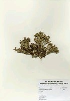 海人草藏品圖，第2張